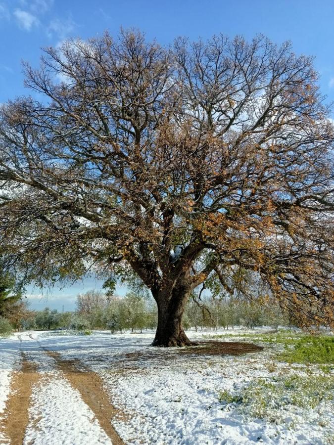 L'Antica Quercia Vendégház Andria Kültér fotó