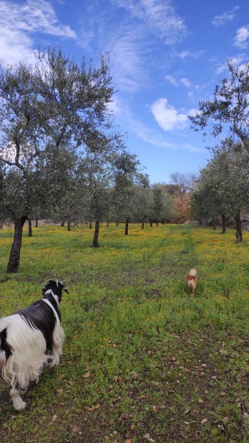 L'Antica Quercia Vendégház Andria Kültér fotó